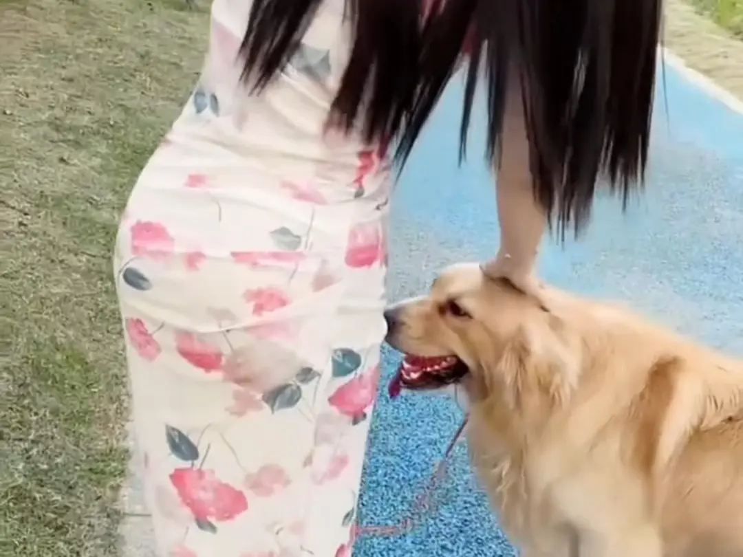 免费在线观看《抖音香香公主与爱犬》爱犬金毛科普视频，抖音香香公主与爱犬直播回放无删减资源持续有效！